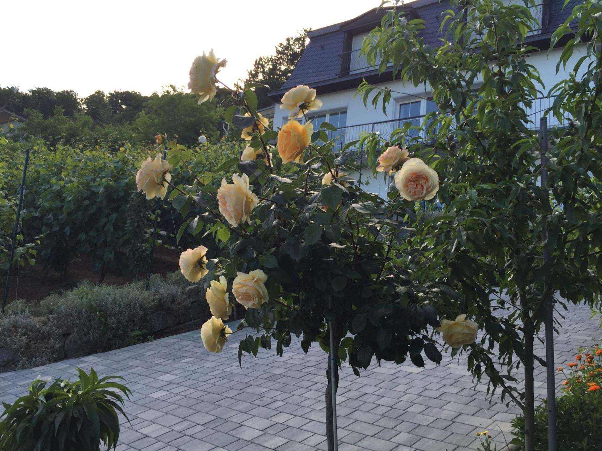 Appartement Idyllisches Wohnen Weinberg à Bad Kissingen Extérieur photo